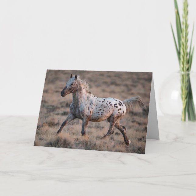 Vild Horse Greeting Card Tittar glas Trots Kort (Framsida)