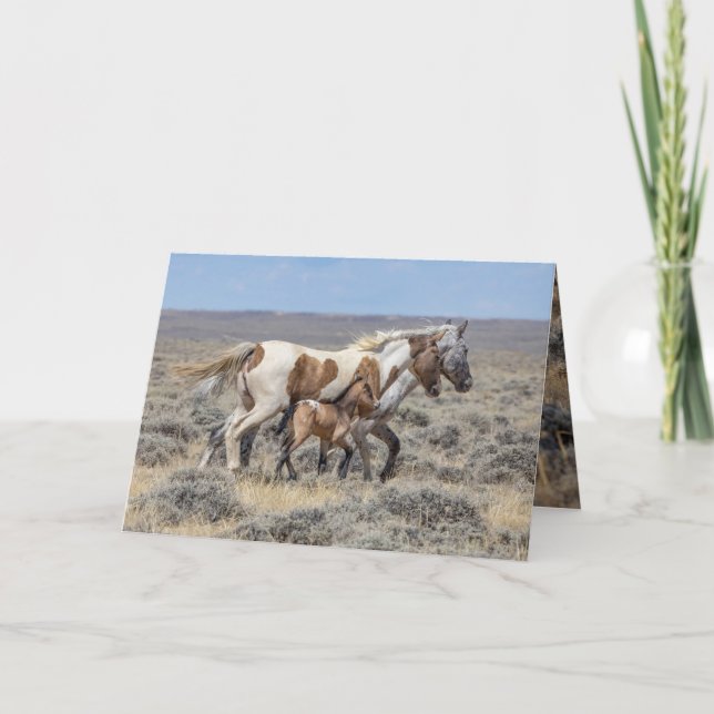 Vild Horse Greeting Card - Vild Pinto & Appaloosse Tack Kort (Framsida)
