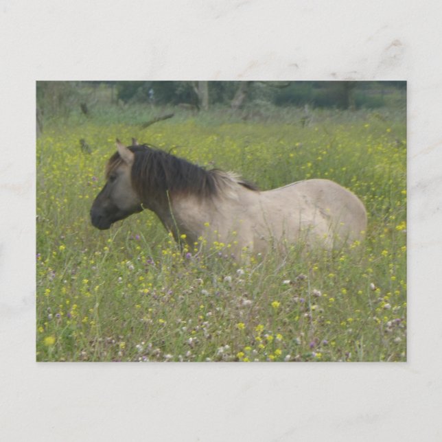 Vild Horse in Flower Fält DIY Postcard Vykort (Framsida)