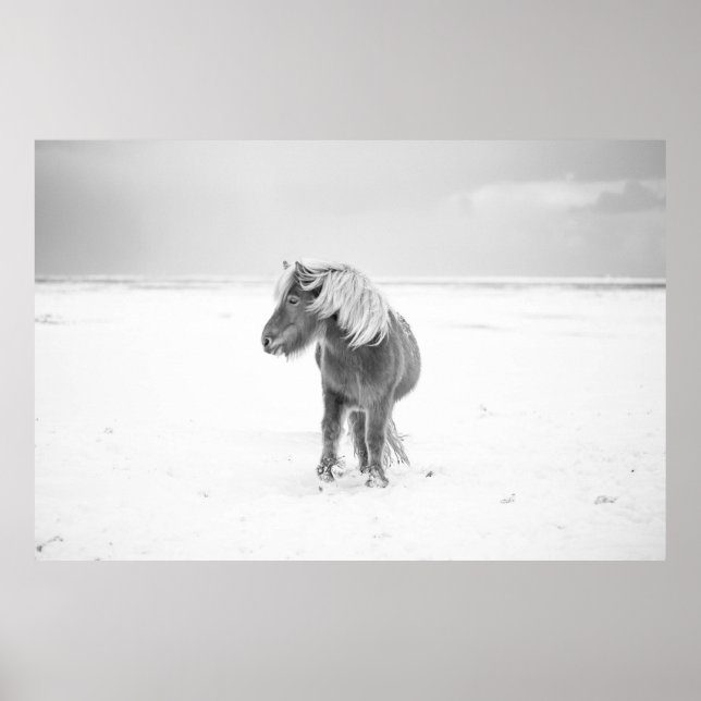 Vild Horse, Island Poster (Framsidan)