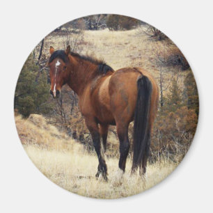 Vild Horse Magnet