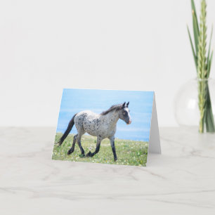 Vild Horse Mica/Mato Ska Running Kort