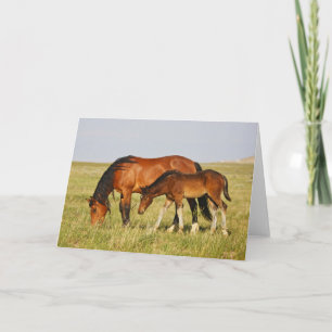Vild Horse Mor och Colt Grazing Kort