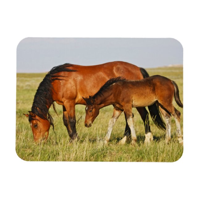 Vild Horse Mor och Colt Grazing Magnet (Horisontell)