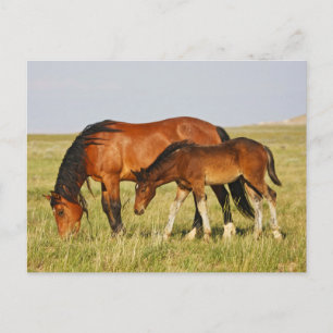 Vild Horse Mor och Colt Grazing Vykort