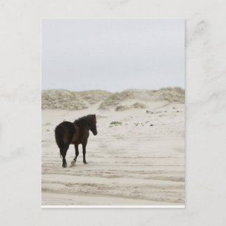 Vild Horse on Corolla Beach Vykort