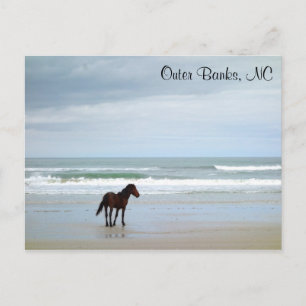 Vild Horse Outer Banker Corolla NC Vykort