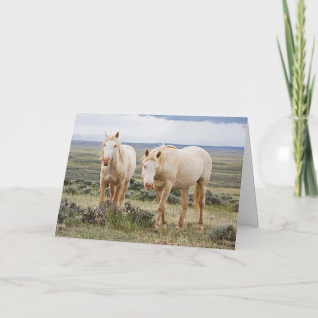 Vild Horse Roaming på Cody Priaire Kort (Framsida)