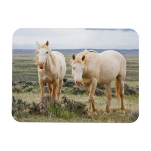 Vild Horse Roaming på Cody Priaire Magnet