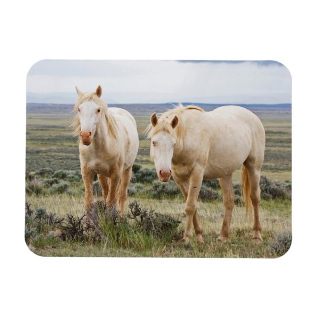 Vild Horse Roaming på Cody Priaire Magnet (Horisontell)