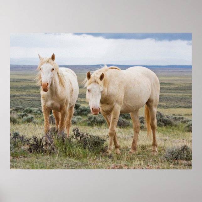 Vild Horse Roaming på Cody Priaire Poster (Framsidan)