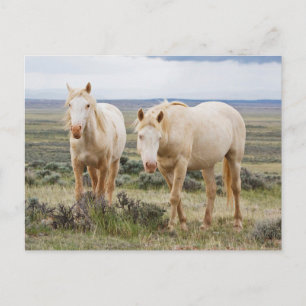 Vild Horse Roaming på Cody Priaire Vykort