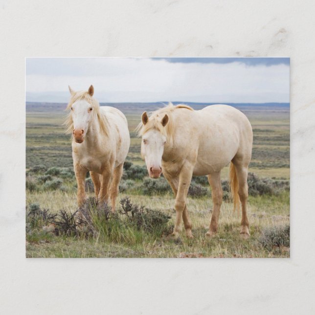 Vild Horse Roaming på Cody Priaire Vykort (Framsida)