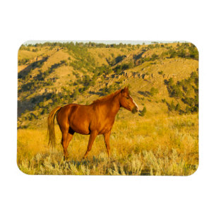 Vild Horse Sanctuary. Magnet