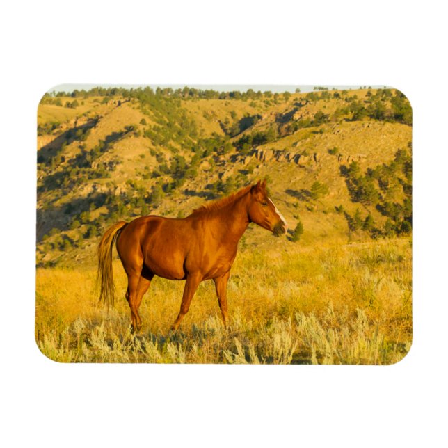 Vild Horse Sanctuary. Magnet (Horisontell)
