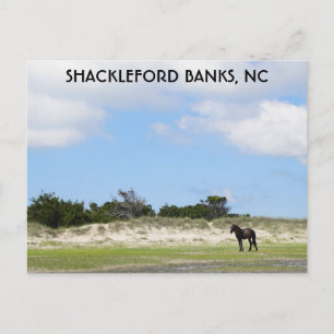 Vild Horse Shackleford Banker North Carolina Vykort