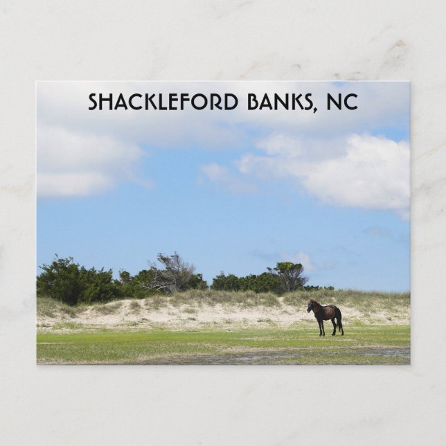 Vild Horse Shackleford Banker North Carolina Vykort (Framsida)