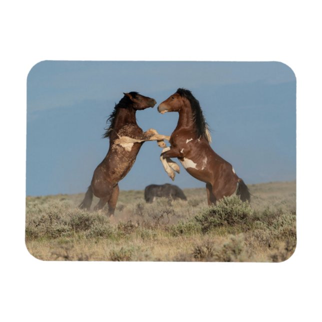 Vild Horse Stallions Fighting Magnet (Horisontell)