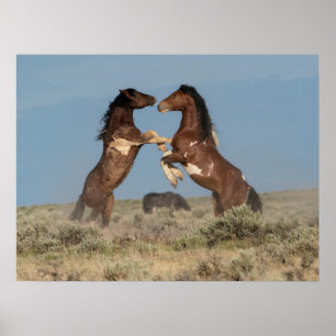 Vild Horse Stallions Fighting Poster
