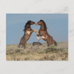 Vild Horse Stallions Fighting Vykort
