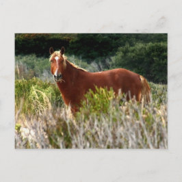 Vild Horse Staredown Vykort