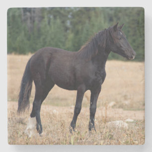 Vild Horse Stenunderlägg