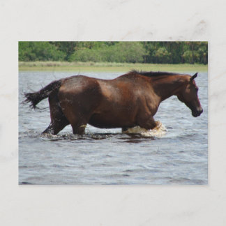 Vild Horse Vykort