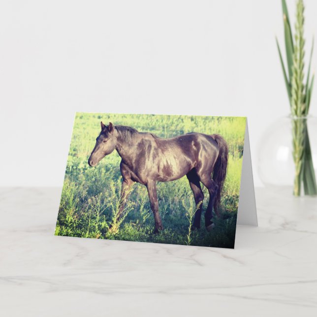 VILD HORSER AV UTAH OURAY NOTECARD KORT (Framsida)
