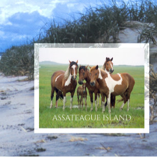 Vild Horses, Assateaue Island National Seashore Vykort