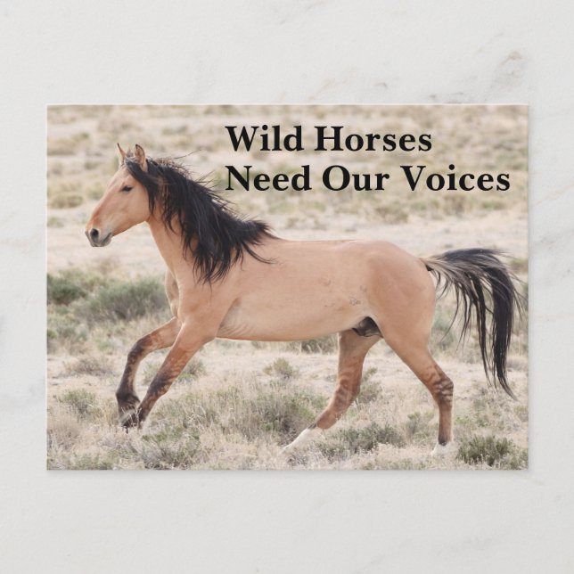 Vild Horses behöver våra röster Vykort (Framsida)