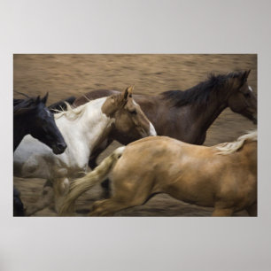 Vild Horses bra Art print Poster