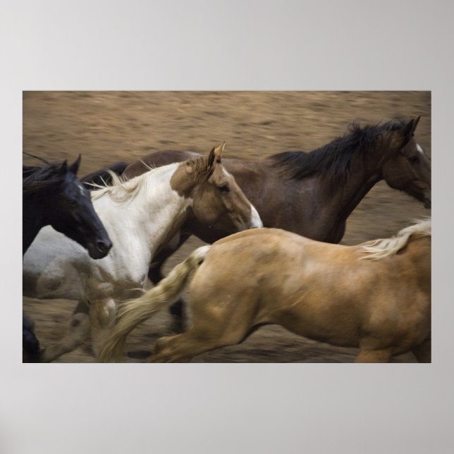 Vild Horses bra Art print Poster (Framsidan)