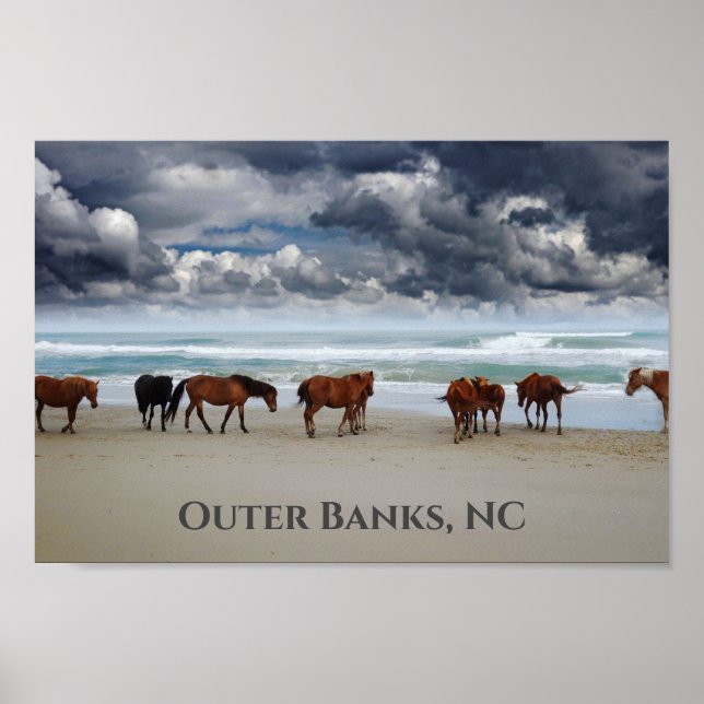Vild Horses Corolla Outer Banker NC Poster (Framsidan)