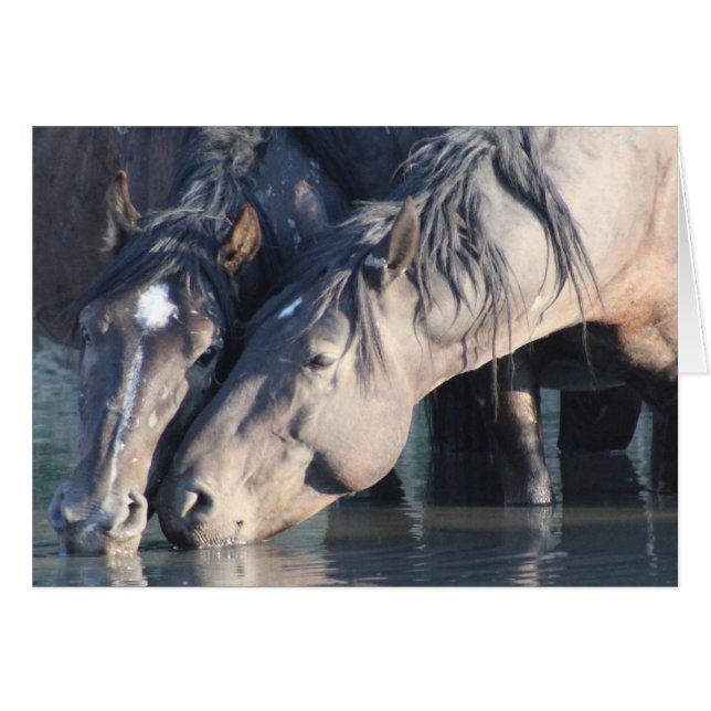 Vild Horses dricker vid hål. Hälsningskort (Framsidan Horizontal)