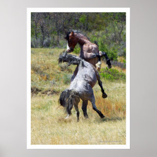 Vild Horses Fighting Theodore Roosevelt NP Poster