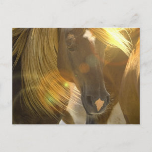 Vild Horses Fotovykort Vykort