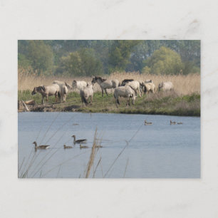 Vild Horses & Geese Family DIY-vykort Helg Vykort