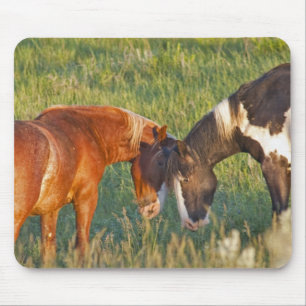 Vild Horses i nationalparken Theodore Roosevelt Musmatta
