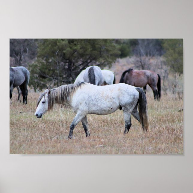 Vild Horses i nationalparken Theodore Roosevelt Poster (Framsidan)