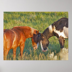 Vild Horses i nationalparken Theodore Roosevelt Poster