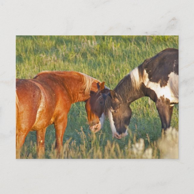Vild Horses i nationalparken Theodore Roosevelt Vykort (Framsida)