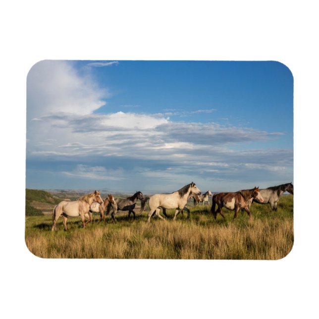 Vild Horses in Theodore Roosevelt nationalpark Magnet (Horisontell)