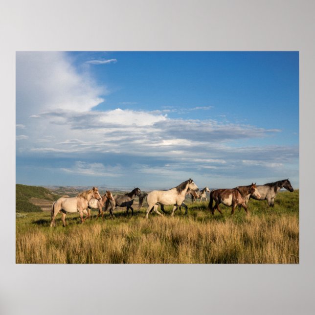Vild Horses in Theodore Roosevelt nationalpark Poster (Framsidan)