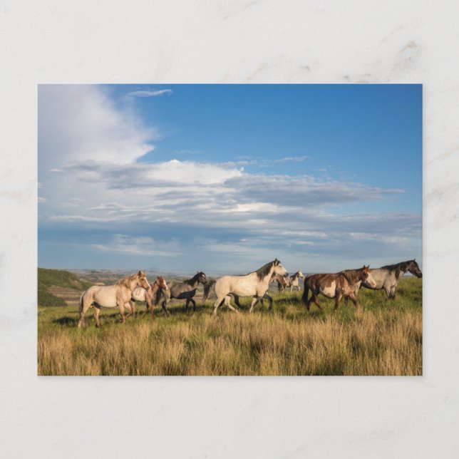 Vild Horses in Theodore Roosevelt nationalpark Vykort (Framsida)
