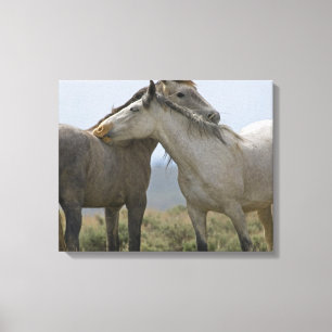 Vild Horses Nuzzling Canvastryck