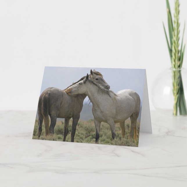 Vild Horses Nuzzling Kort (Framsida)
