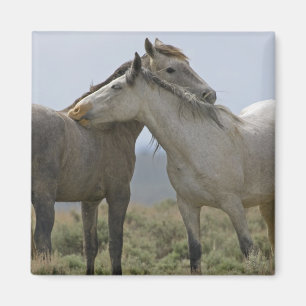 Vild Horses Nuzzling Magnet