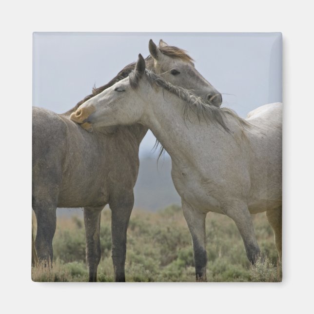 Vild Horses Nuzzling Magnet (Framsidan)
