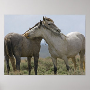 Vild Horses Nuzzling Poster