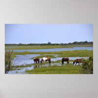 Vild Horses of Assateague Poster